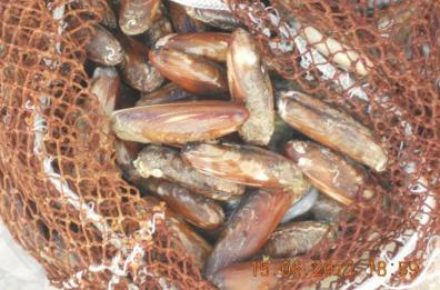 Taranto, chieste tre condanne per pesca illegale di datteri