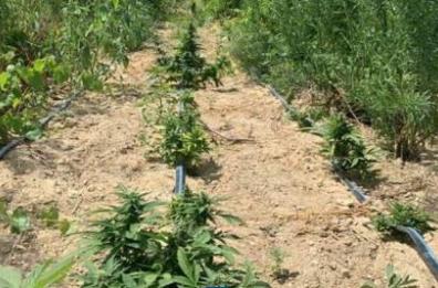 In arrivo 2 mln per il recupero e la valorizzazione di 12 fondi agricoli abbandonati al Sud