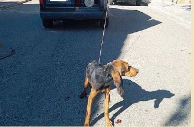 Orrore in Basilicata: uccide cane trascinandolo legato al furgone