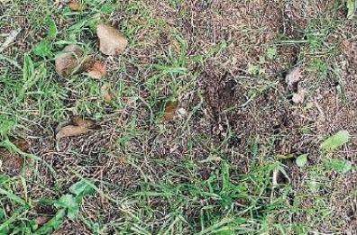 Ostuni, avvistato nella campagne un grosso felino