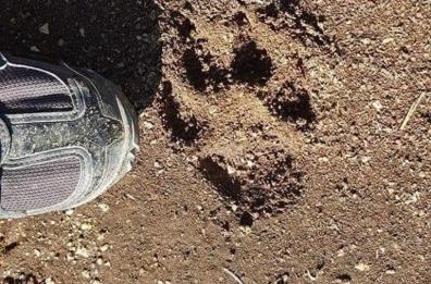 Il giallo del grosso felino a Ostuni: continuano le ricerche