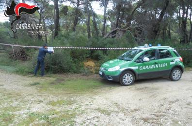 Ginosa Marina, cumuli di letame nella Pineta Regina: denunciato responsabile centro equitazione