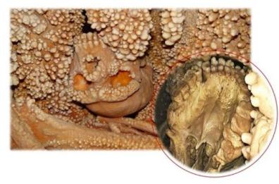 Altamura, studio sui denti dell'uomo del Neanderthal svela che era adulto e malato 