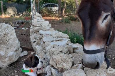 Fortunato, l'asinello-mascotte delle Isole Tremiti cambia casa per il maltempo: adottato da masseria didattica  