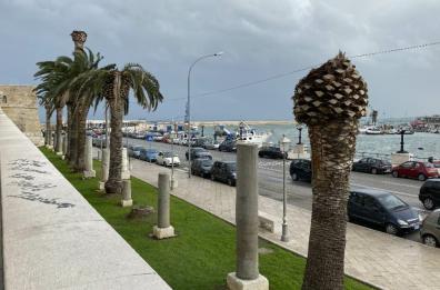 Bari, addio alle palme sul lungomare: c'è il punteruolo