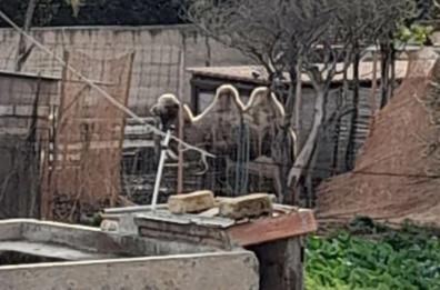 Bari, il cammello di Japigia vive ancora nel cortile privato