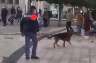 Taranto, calci a Max il cane «mascotte» del quartiere: indignazione contro poliziotto 