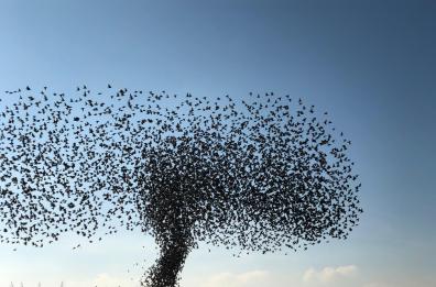 Costa Ripagnola, una nuvola di fumo? No è il volo vorticoso di uno stormo di uccelli