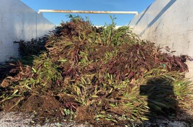 Xylella nella BAT, distrutte 7500 piante infette: altri 162 ulivi malati tra Brindisi, Taranto e Monopoli