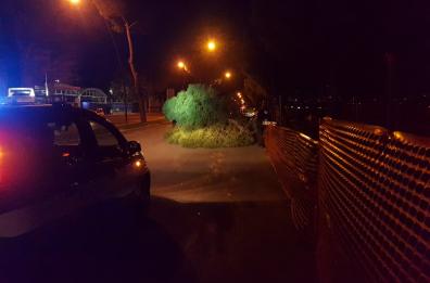 Maltempo a Foggia, il vento butta giù alberi e un palo dell'illuminazione