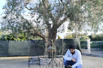 Tre ulivi anti xylella per ringraziare l'ospedale anti Covid di Brindisi