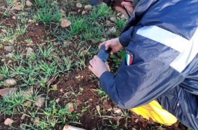 Caccia aperta alla pantera di Locorotondo: tanti «avvistamenti» in campagna