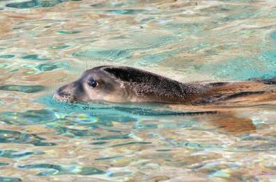 Porto Cesareo, avvistato esemplare di foca monaca in area marina protetta 
