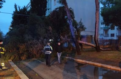 Foggia, albero si abbatte in viale Ofanto: auto danneggiata e tanta paura 