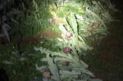 Mola di Bari, sorpresi di notte a rubare carciofi per 7mila euro: arrestati dopo un inseguimento