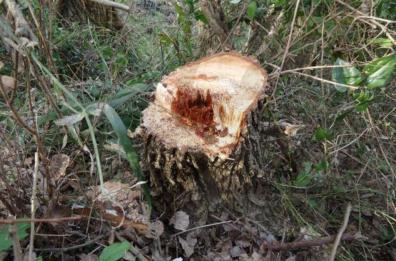 Conversano, scempio in gravina: i bracconieri fanno strage di alberi