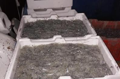 Taranto, Guardia Costiera sorprende uomo con 80kg di bianchetto