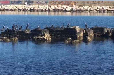 Puglia, invasione di cormorani: danni enormi per la pesca  