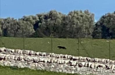 Castellana, dopo l'avvistamento della pantera il sindaco vieta di andare in campagna