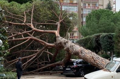 Bari, albero crolla in parcheggio condominiale: tre auto danneggiate