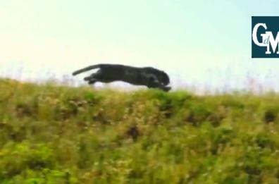 Avvistata la pantera nera nel Barese, pattugliamenti cc forestali. Ma i social pullulano di videofake