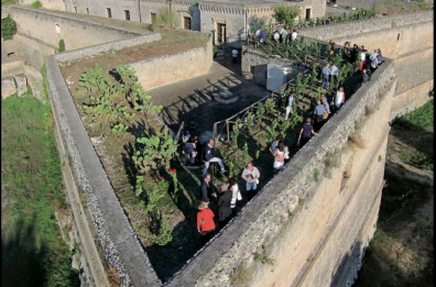 Il miracolo del vigneto sul Castello: Copertino prepara la vendemmia rara