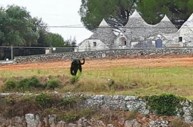 Caccia alla pantera «itinerante», fake news a Casamassima: «Era solo un gatto»