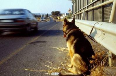 Cerignola, cucciolo di pastore tedesco salvato sulla A14 da agenti Polstrada  
