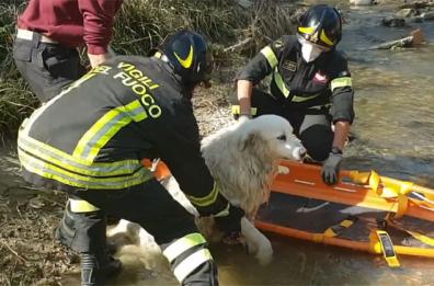 UMBRIA - Terni, soccorso cane a Narni caduto in corso d'acqua
