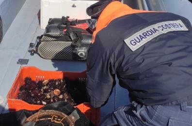 Taranto, la Guardia costiera ferma e multa pescatori di ricci e novellame