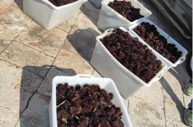 Bisceglie, Guardia costiera sequestra 8mila ricci di mare: tutti rigettati in mare
