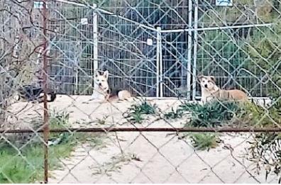 Baia verde ostaggio dei randagi, aggredito un podista: è allarme