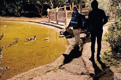 Bari, sos per le papere di Parco 2 Giugno: bisogna salvarle