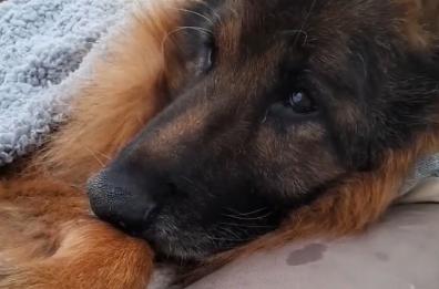 Bitonto, il cane paralizzato in fin di vita portato al mare per l'ultima volta