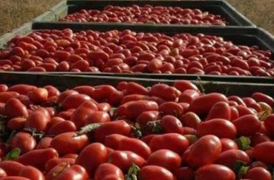 «Guerra» del pomodoro: Regione Puglia contro richiesta igp Napoli