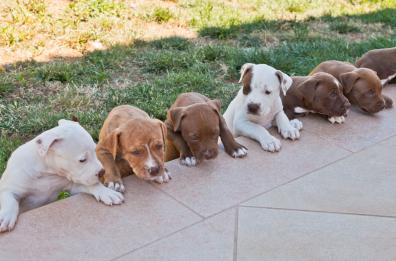 Bari, troppi pitbull abbandonati: «Lo status symbol della mala»