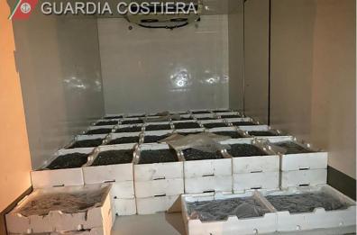 Taranto, pesca illegale di «bianchetto»: sequestrati 600 chili di novellame
