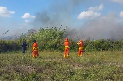Fiamme dolose  all'interno del Parco Naturale in Salento, muoiono decine di rospi 