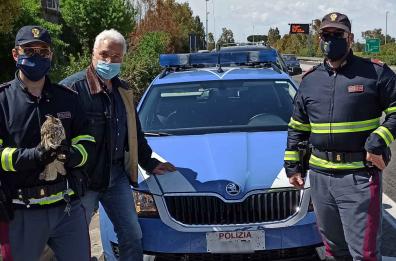 Bari, esemplare di gufo salvato in autostrada da agenti Polstrada 