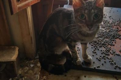 Bari, anziano  vive solo in casa con numerosi gatti tra degrado e abbandono