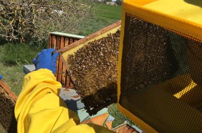 Alta Murgia, un Parco per api e farfalle: entra nel vivo progetto di tutela degli insetti impollinatori