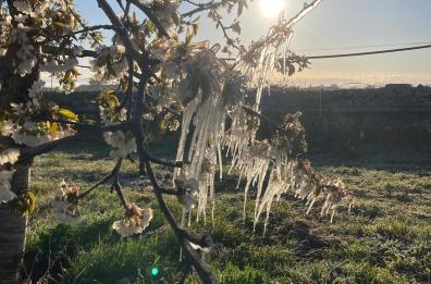 Allarme Coldiretti: in Puglia il gelo improvviso ha devastato le coltivazioni