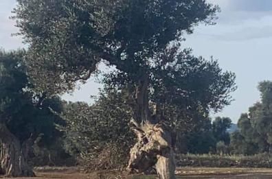 In Salento c'è un ulivo secolare che «scappa»: sembra Barbalbero