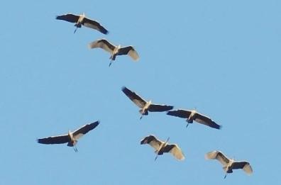 Lecce, stormo cicogne sorvola aviosuperficie «Fondone»:  avvistati 60 esemplari
