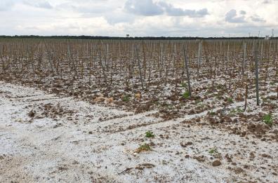 Improvvisa grandinata nel Salento: colpo di grazia per ortaggi e frutta