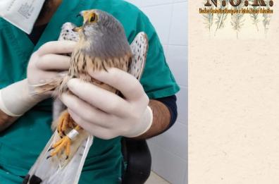 In volo da Praga a Bitritto, esemplare di Gheppio stremato e salvato per miracolo