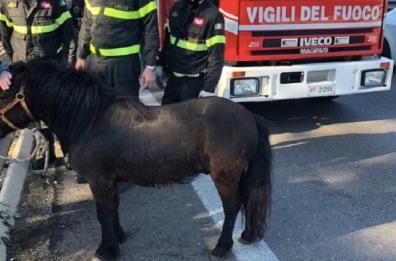 Pony vaga sulla statale tra Lecce e Gallipoli
