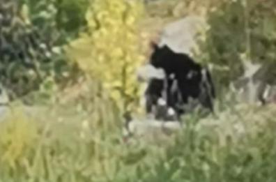 Svelato il mistero della pantera di Puglia: è un serval nero, felino africano: eccola con i cuccioli