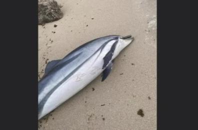 Taranto, trovato delfino morto: si è spiaggiato a Porto Pirrone