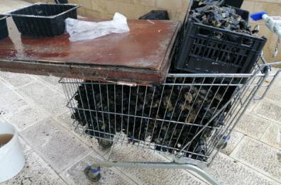 Taranto, vendeva cozze in pessimo stato: 40kg sequestrati, denunciato ambulante